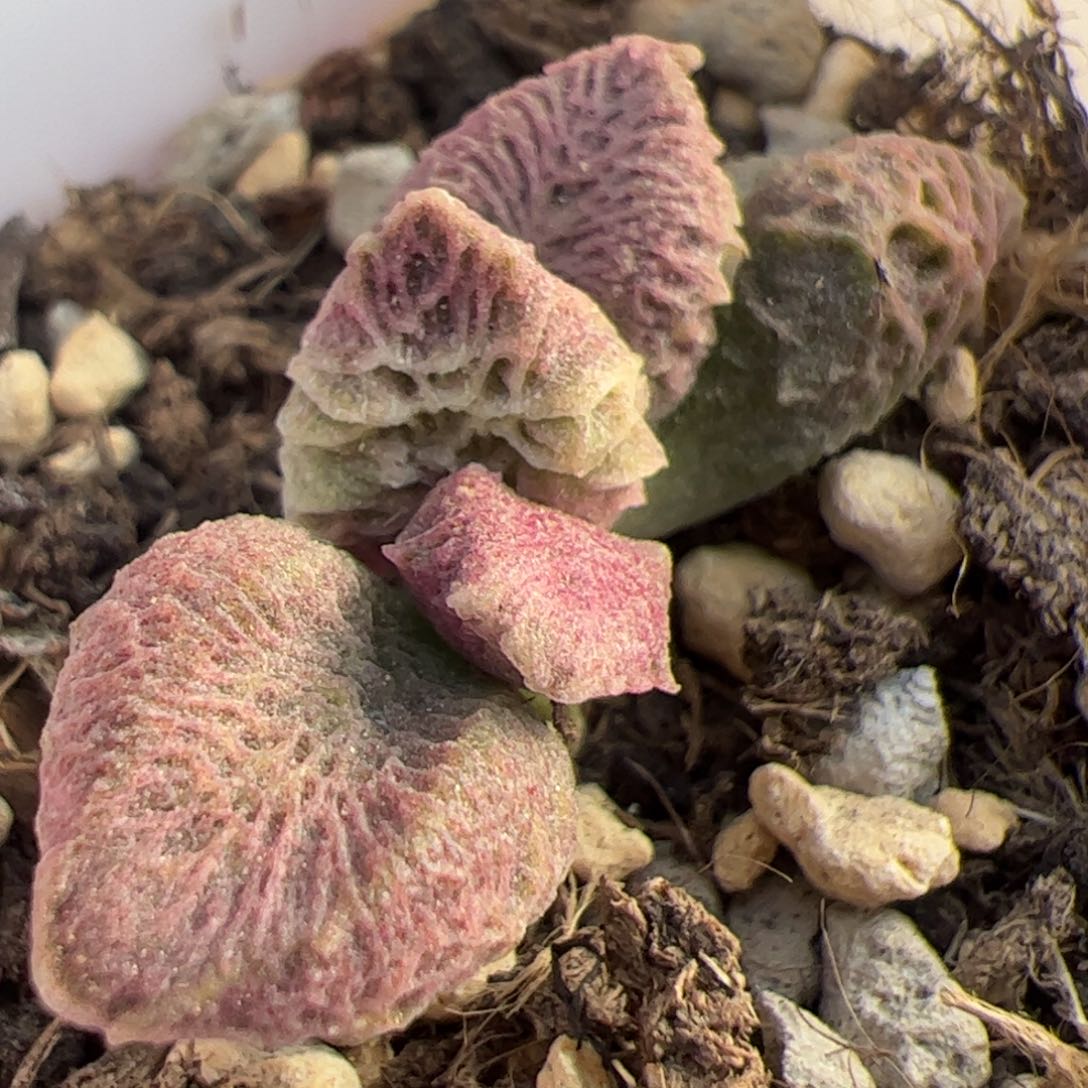 倒刺融化纹冰激凌多肉