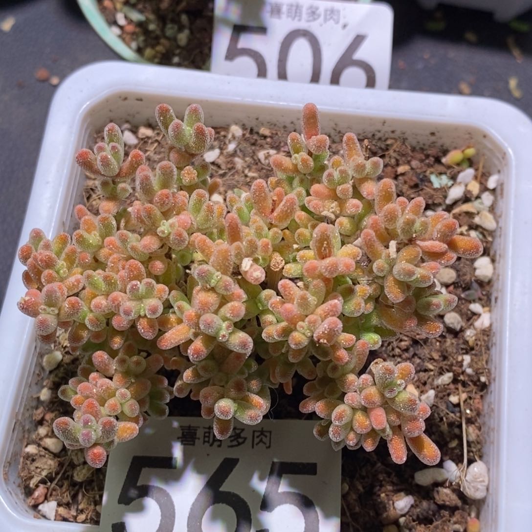 冰晶枝干番杏565