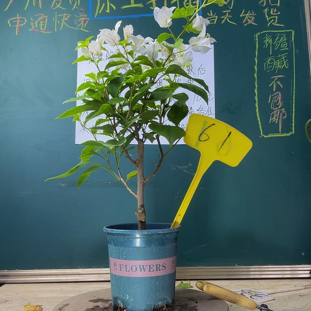 当前无花栽培后可以开花广红樱 61