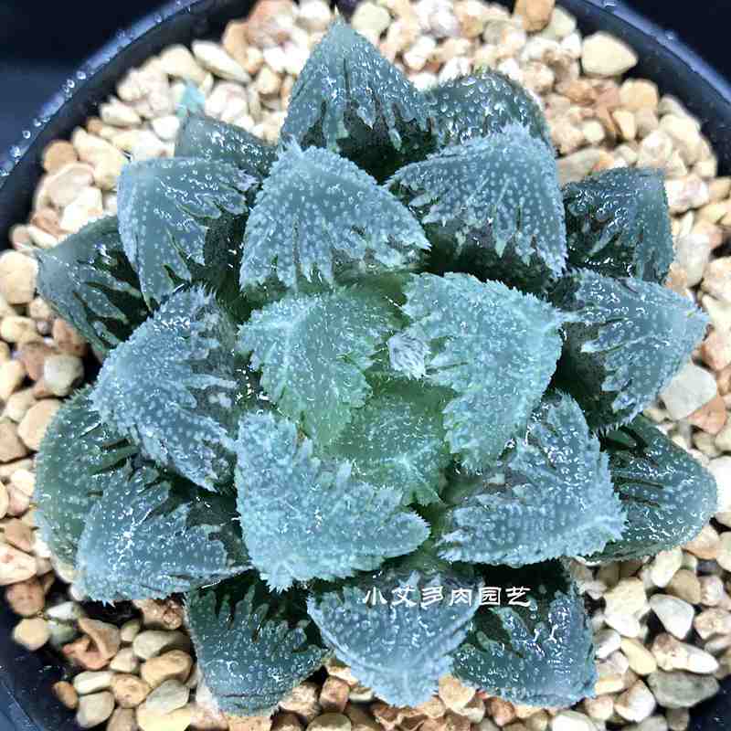 白帝城寿（满16包邮）十二卷绿植多肉