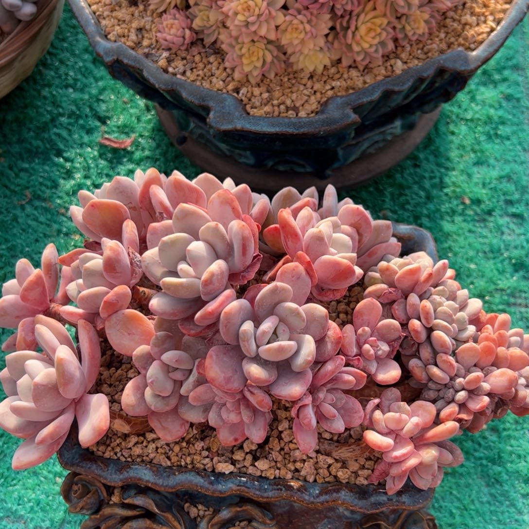 多肉植物一物一拍