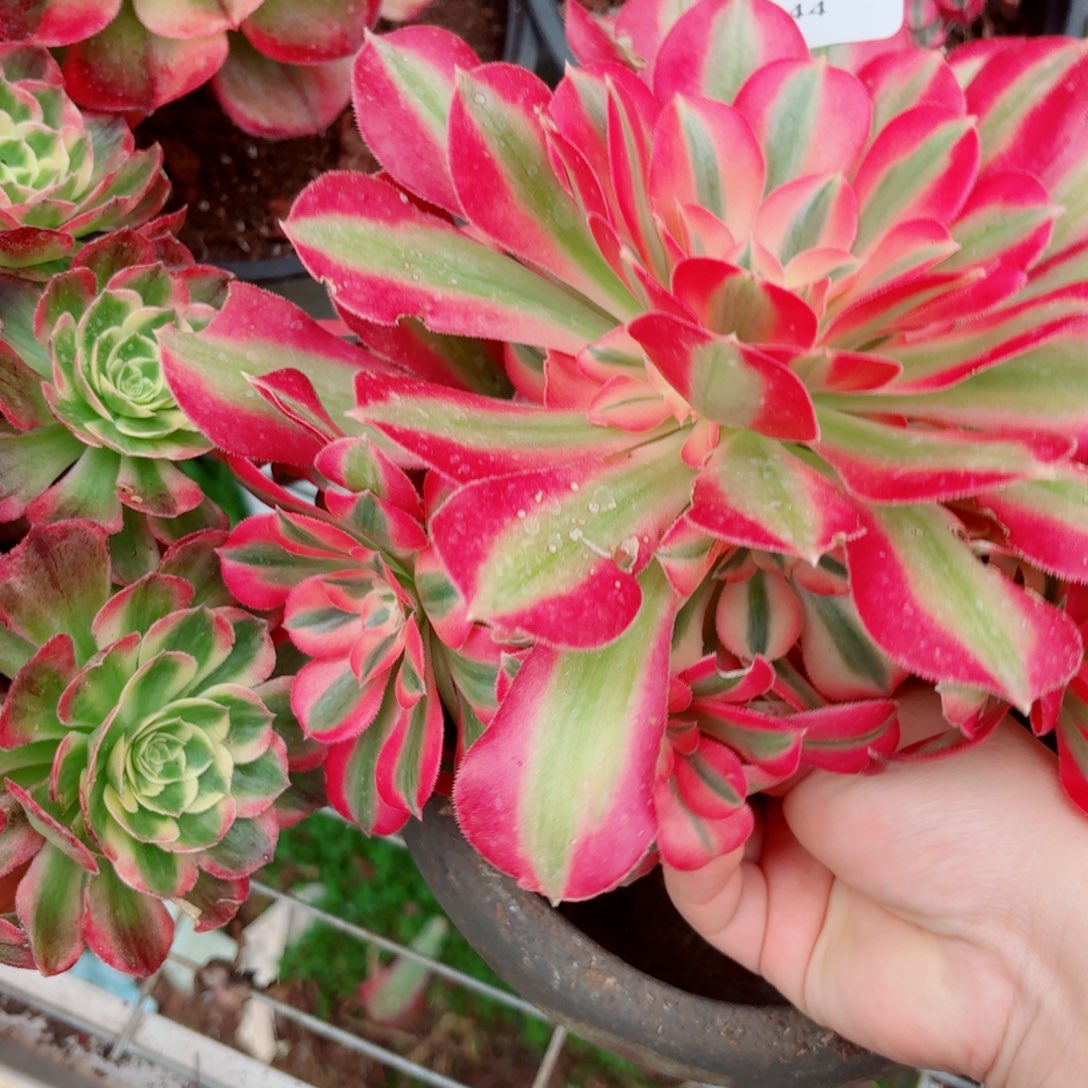 一物一拍多肉法师44