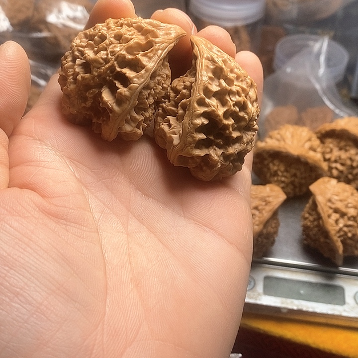 桃核吊坠用****5官帽大肚子蛇