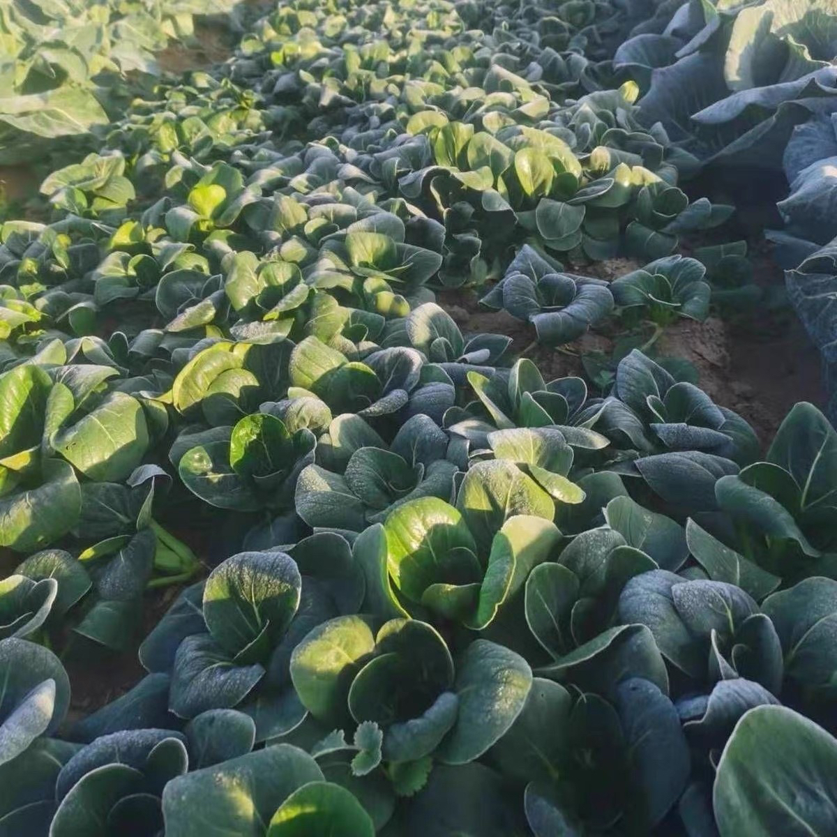 【禾田农业】白菜-溪边农家露天种植打霜白菜时令蔬菜新鲜现摘现发