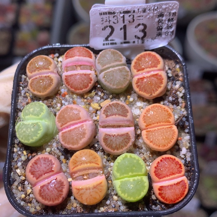 精品生石花313.213