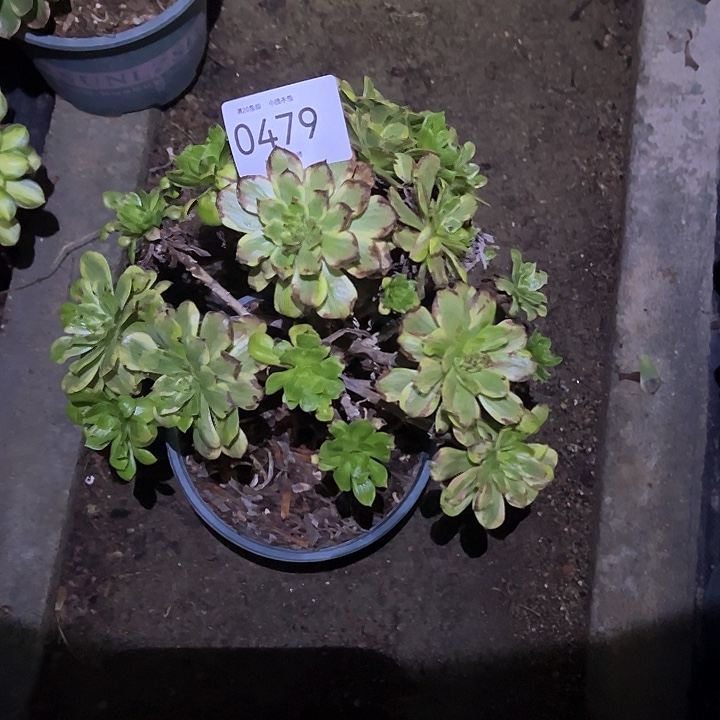 0479花脸粉黛多肉植物