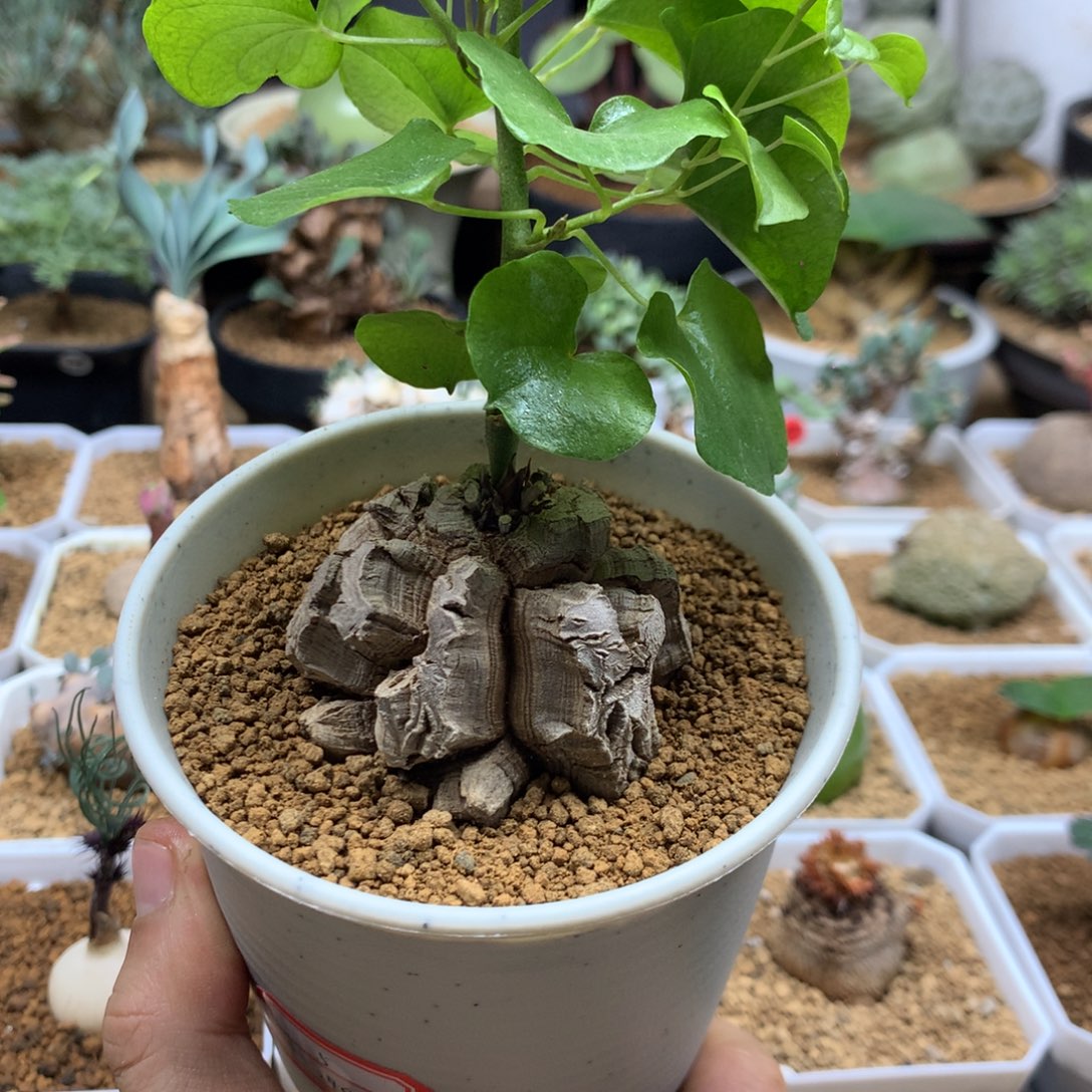 南非龟甲龙带盆发货