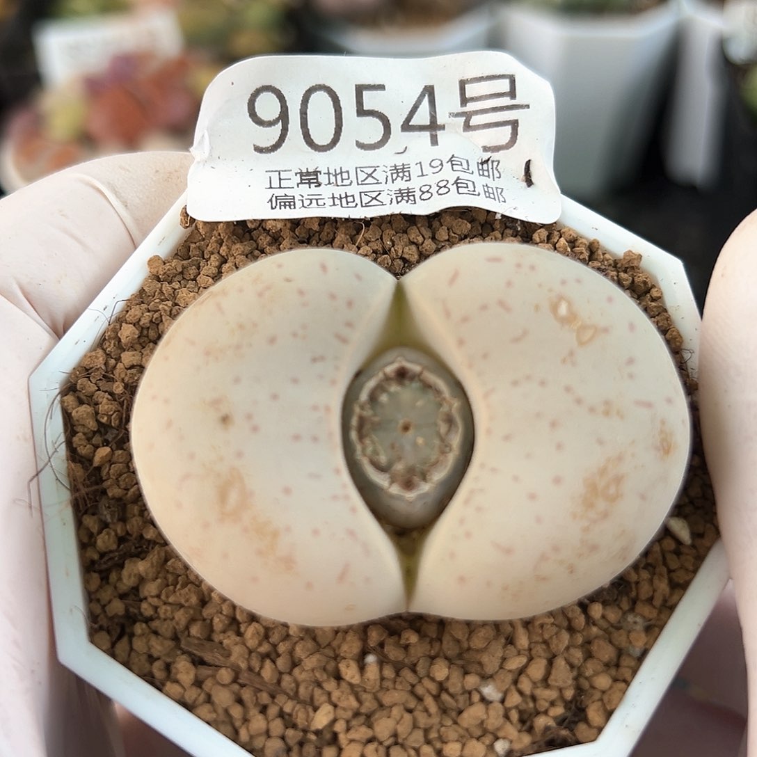 好养易活生石花大母本9054