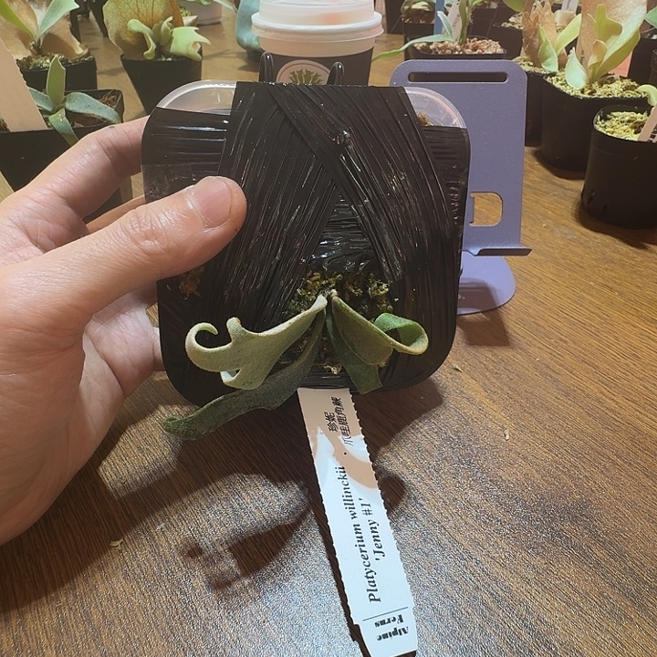 无花朵鹿野直播间竞拍珍妮