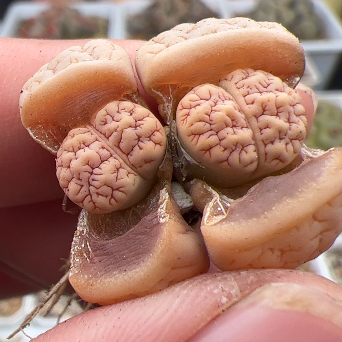 0201号189 多肉植物