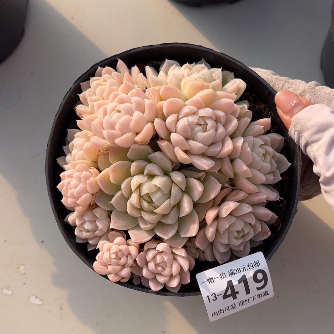 白月影，多肉多肉多肉多肉