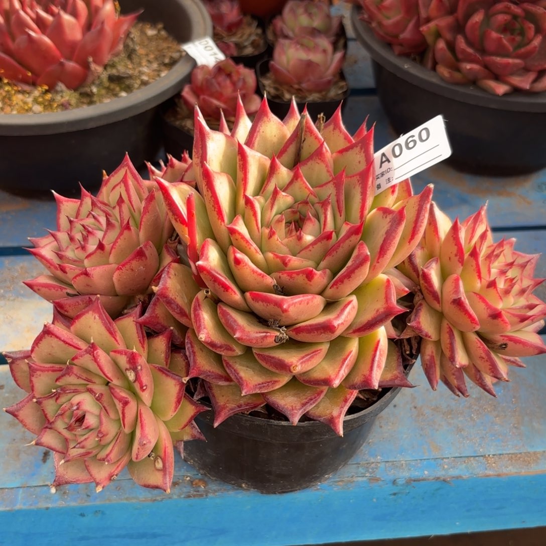 若茹东云单拍A060