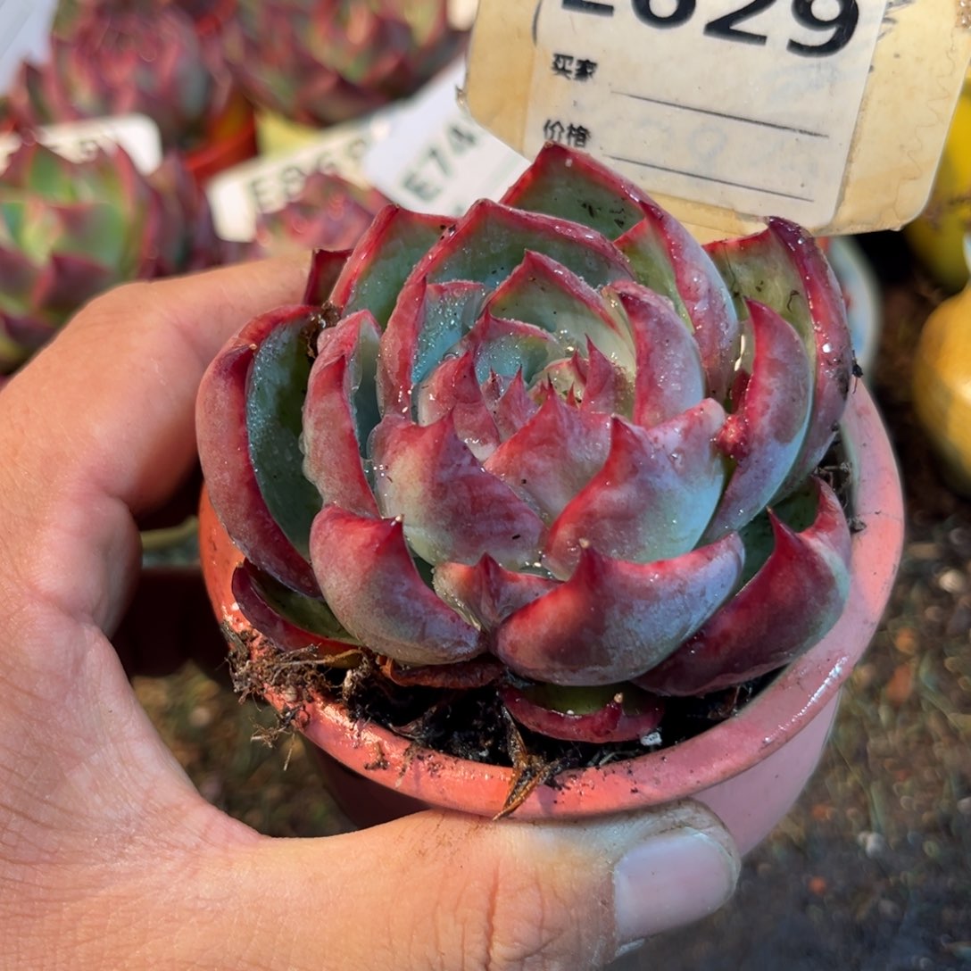 惊鸿一瞥629号多肉