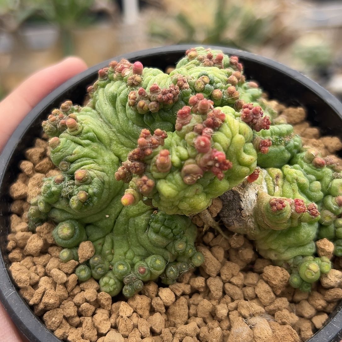 完全开放小红点缀ggggg