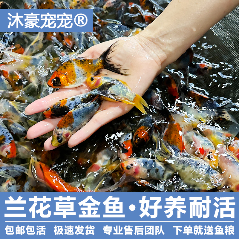沐豪宠宠【运营推荐】观赏鱼五花兰草金鱼锦鲤招财冷水好养红色耐活
