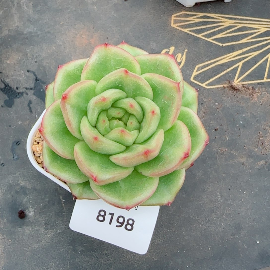 玉芷珍妮，8198多肉植物