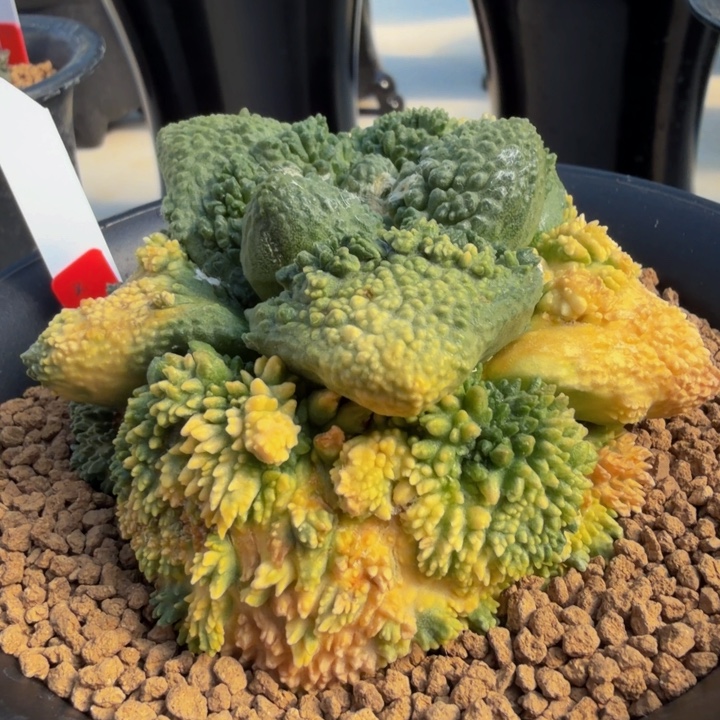 超级哥斯拉爆怒锦