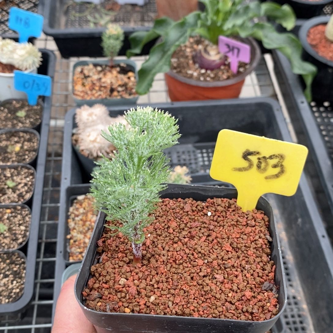 鸡毛掸子雾冰玉多肉植物