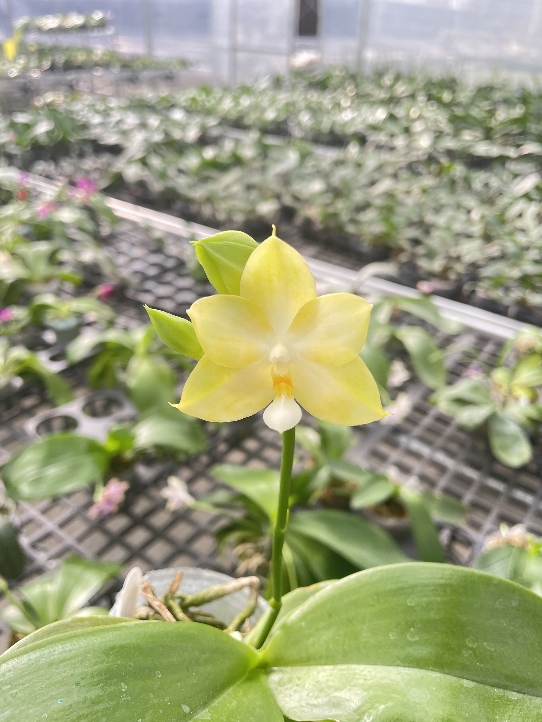 新款原生种趣味白如雪大花2.5寸杯花期长蜡质感强带花蝴蝶兰花苗