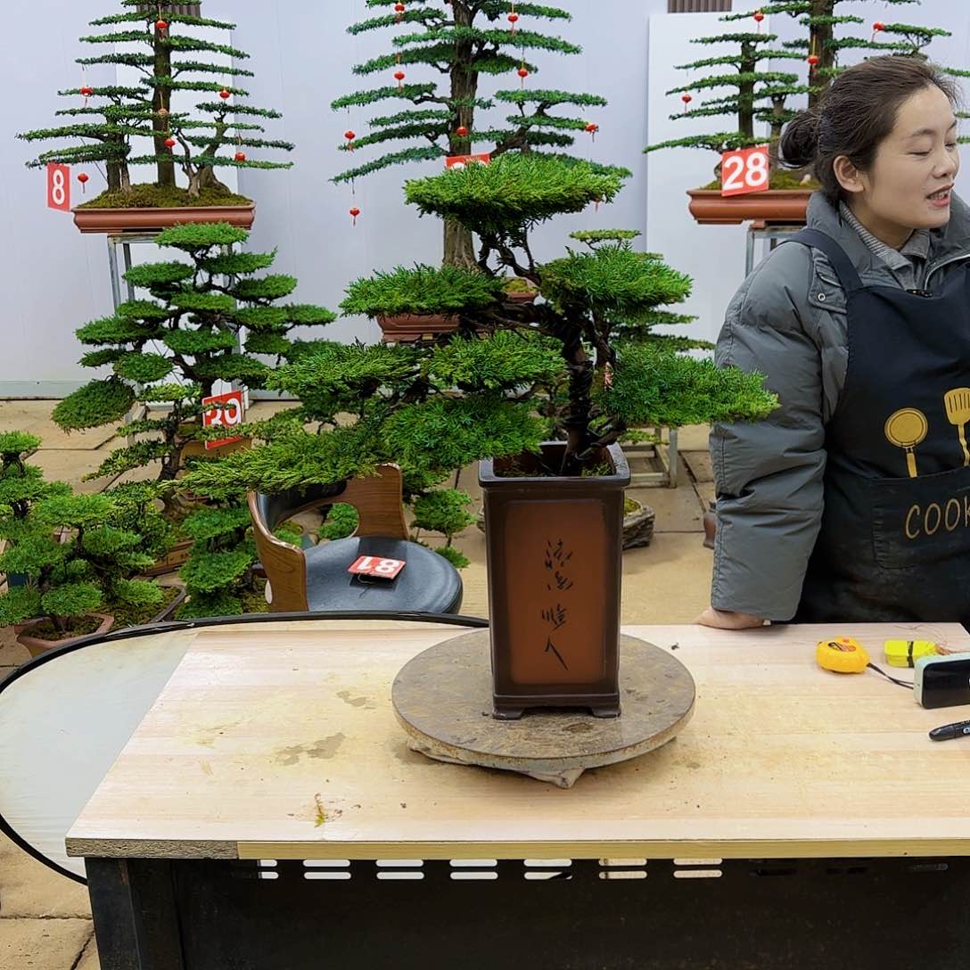 盆景直播间一物一拍