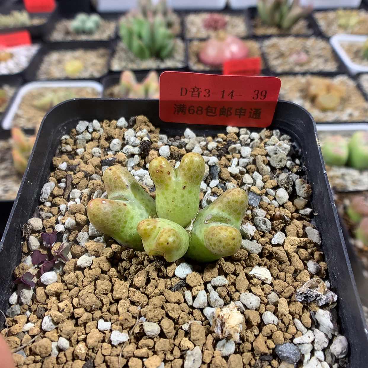 【闪购商品】3-14-39 斑马肉肉 40