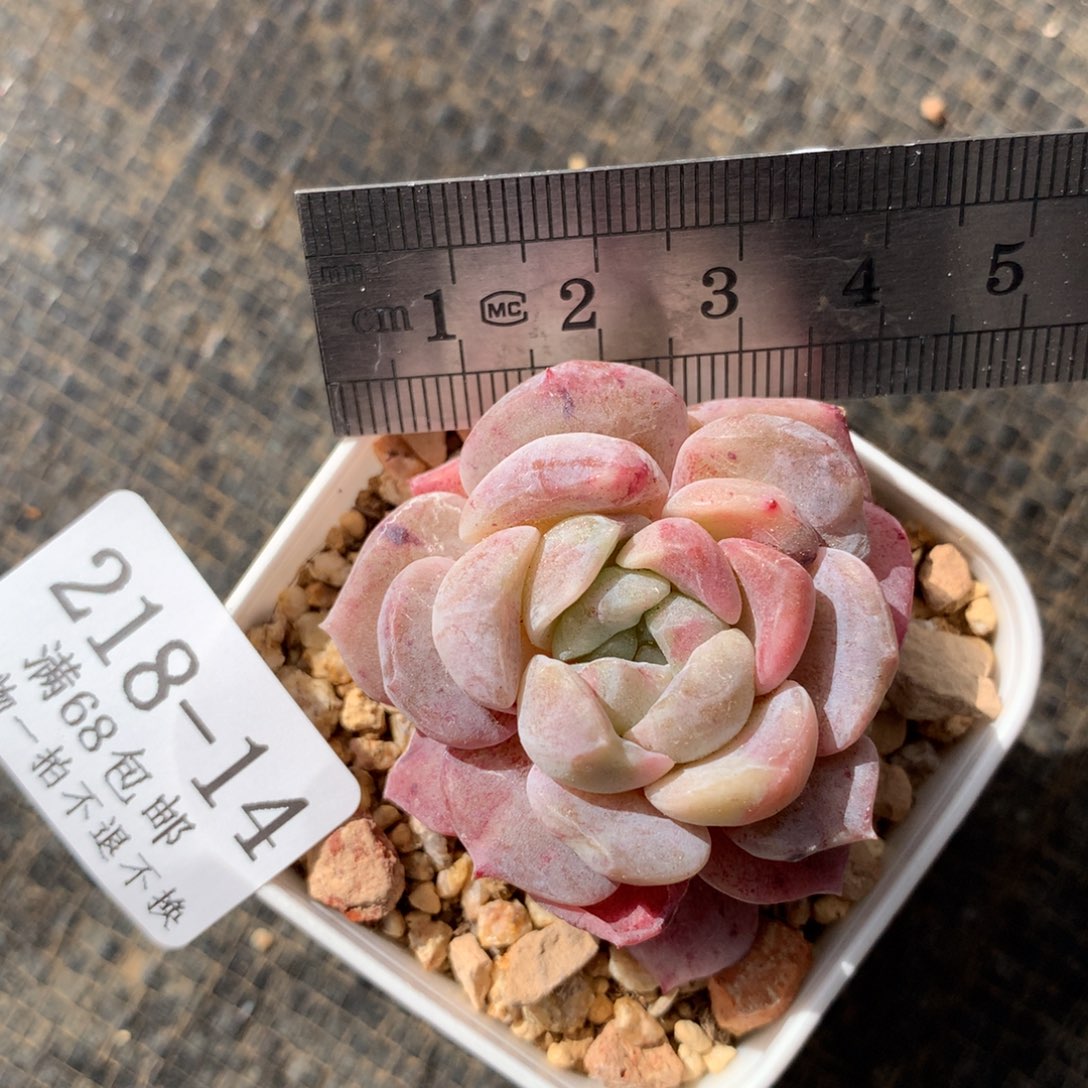 14。石化糖心冰魄。一物一拍。