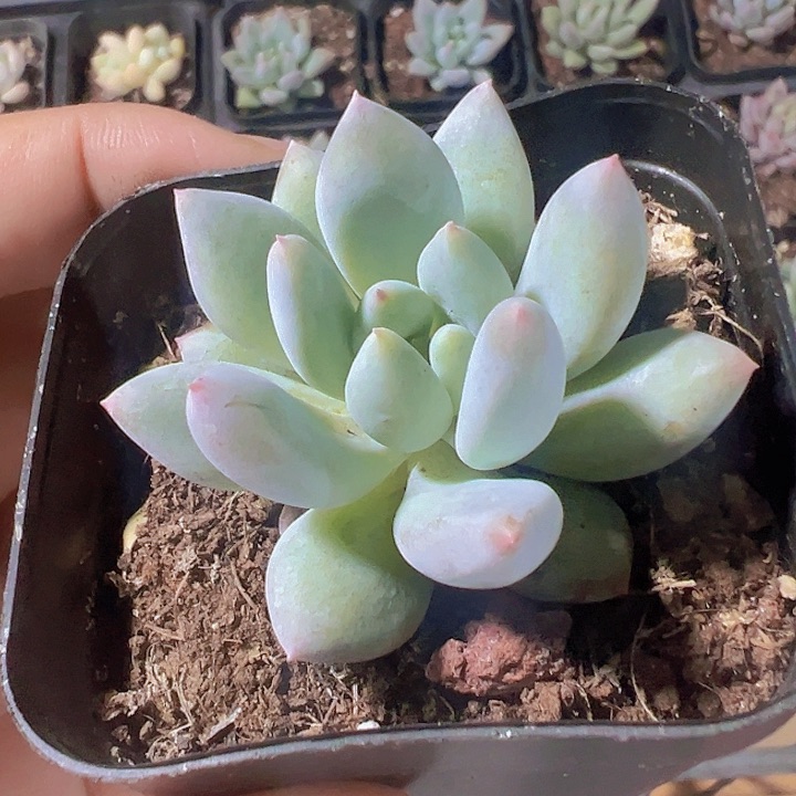 车厘子精品多肉植物大战