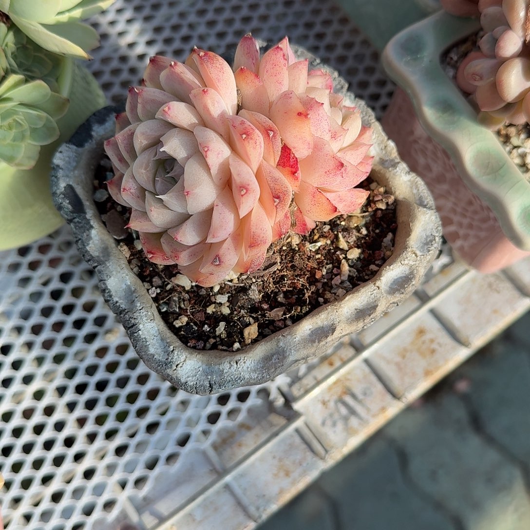 陶埙带盆多肉植物