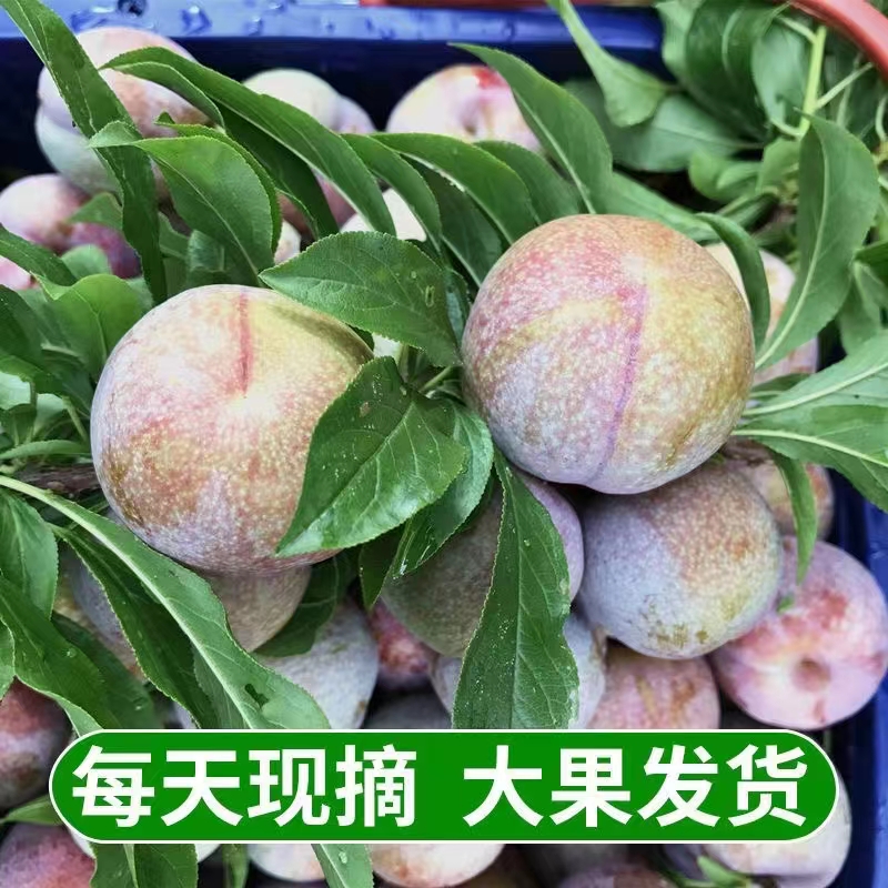 【鲜直达】信宜三华李新鲜现摘现发鲜脆爽口