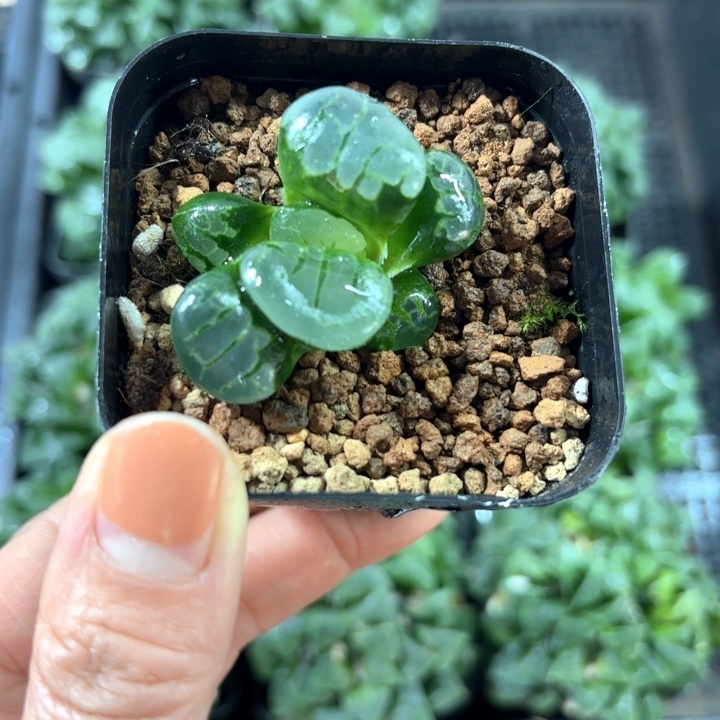 水晶葡萄克多肉植物
