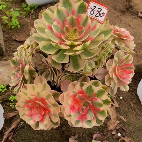 糖心倾城老桩23公分880