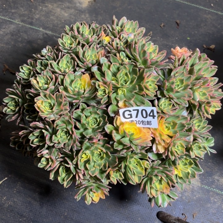 瑞妈一物一拍704
