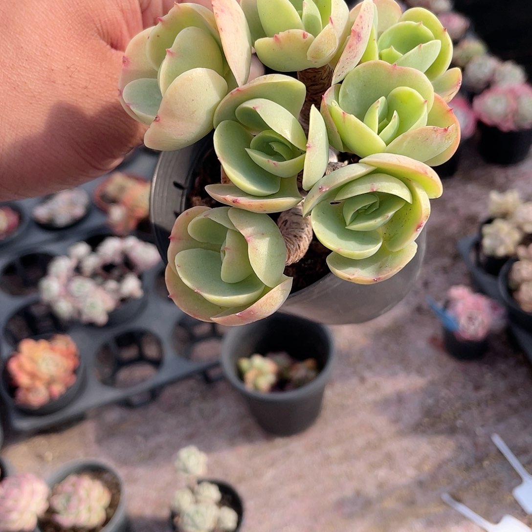 A***诺0422  鸡蛋碧桃 六月六