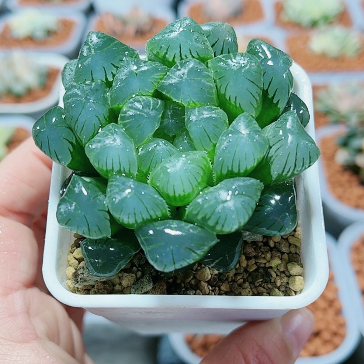 【闪购商品】实生玉露