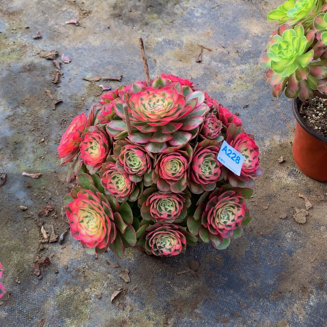 三*牛多肉植物228荔枝888888