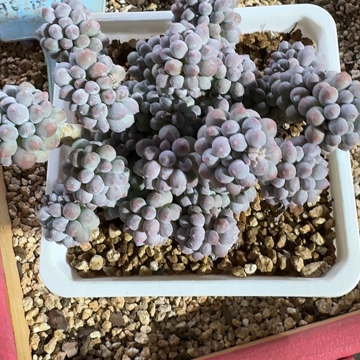 ****，一别两宽婴儿手指自然老桩群