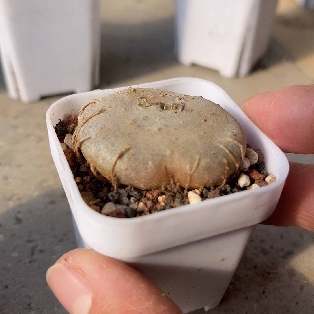 实生玉扣球兰一物一拍