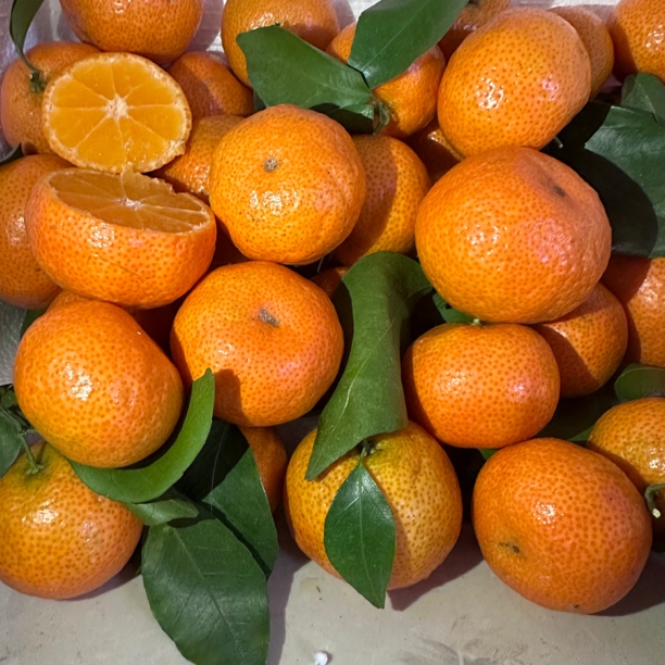 广西老表沙糖桔   ，产地直销，细腻无籽