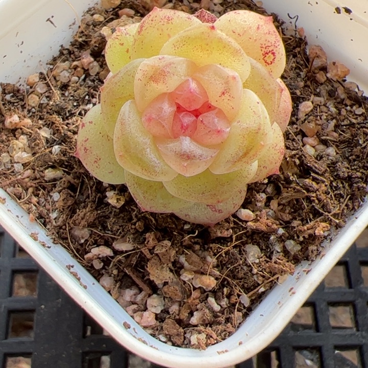 小草莓，开播福利，一物一拍，精品糖心，尺寸不大介意勿拍