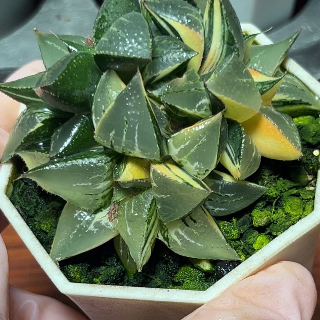 恭喜发财大吉大利751