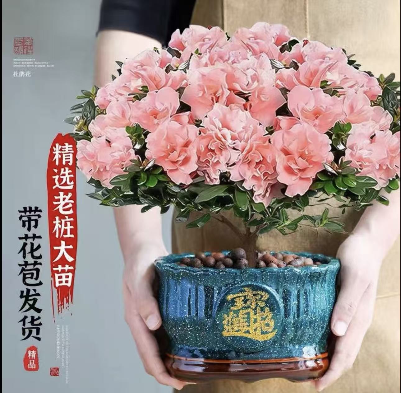 粉色杜鹃花四季开花室内庭院花园好养植物包邮送肥料