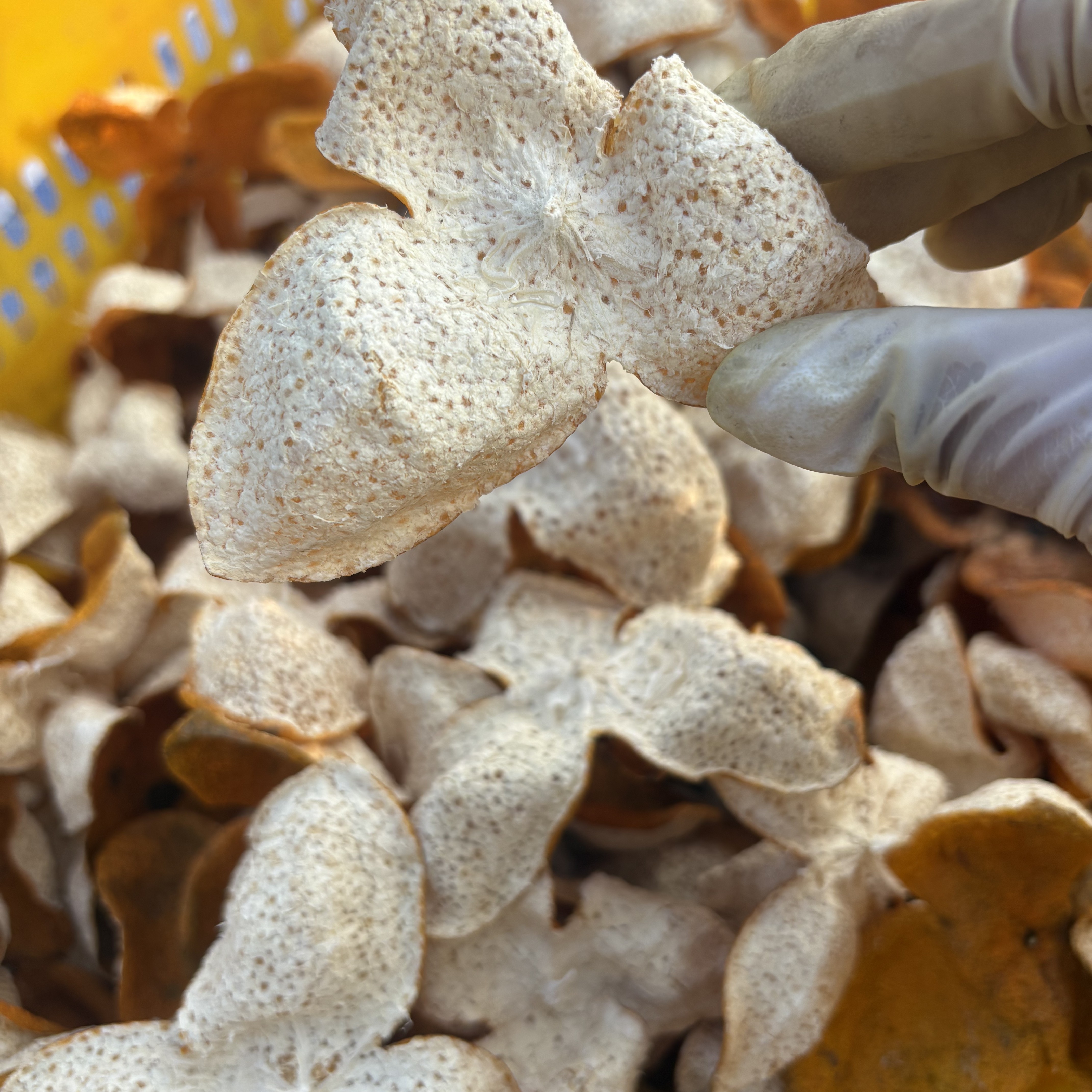 2025年天马英洲围14年老树冬后新会茶枝柑大红皮糯香甜香味