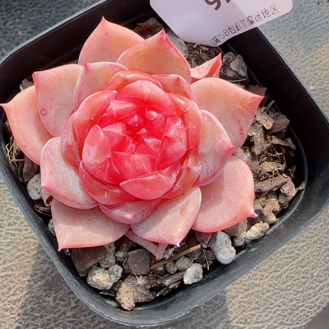 新品，9986多肉植物