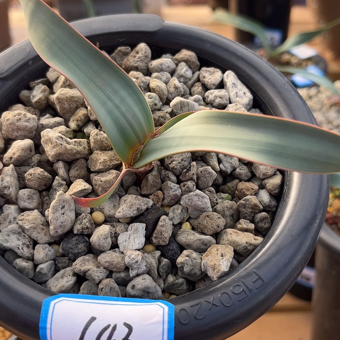 汤圆植物143百岁兰好看