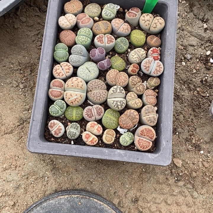 彭***生石花等植物的生长972
