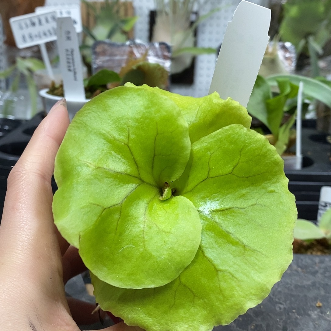 无花朵亚皇鹿角蕨