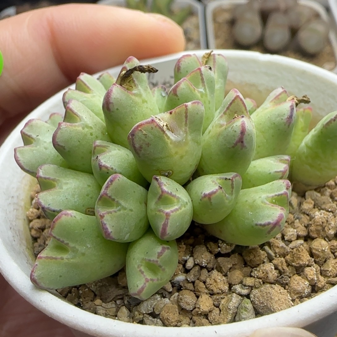 CR1457猪蹄群26头多肉196