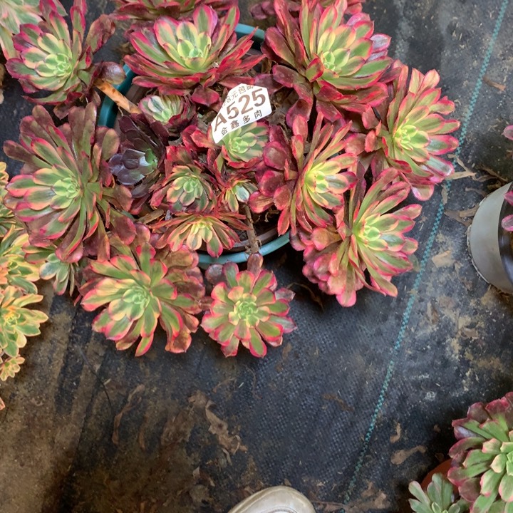 文*525多肉植物一物一拍