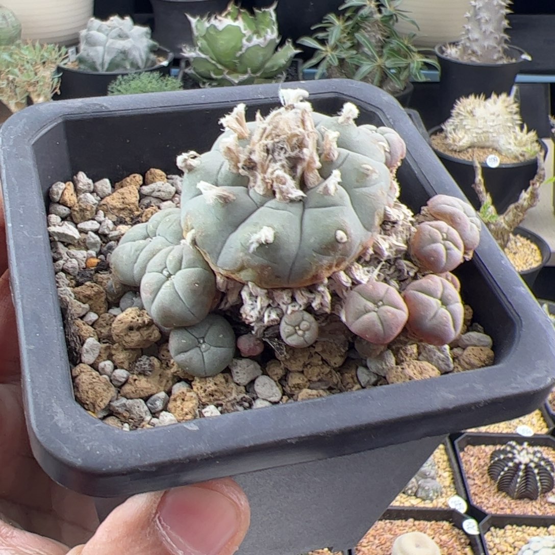 草球老桩一物一拍390