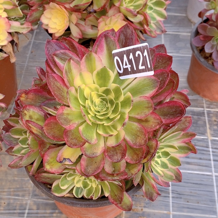 海王多肉法师04121